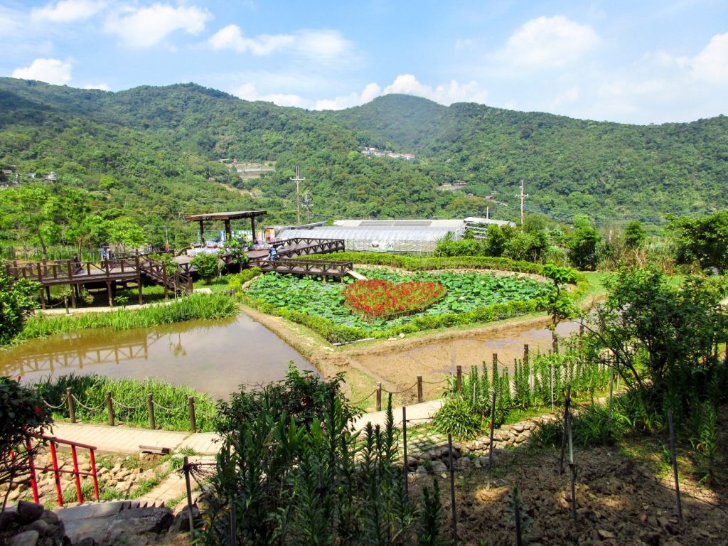 碧溪步道桐花、鯉魚山健行_395487