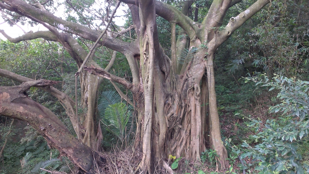 【春夏之際】福隆-龜媽坑~遠望坑~草嶺三古道O型探訪_17175