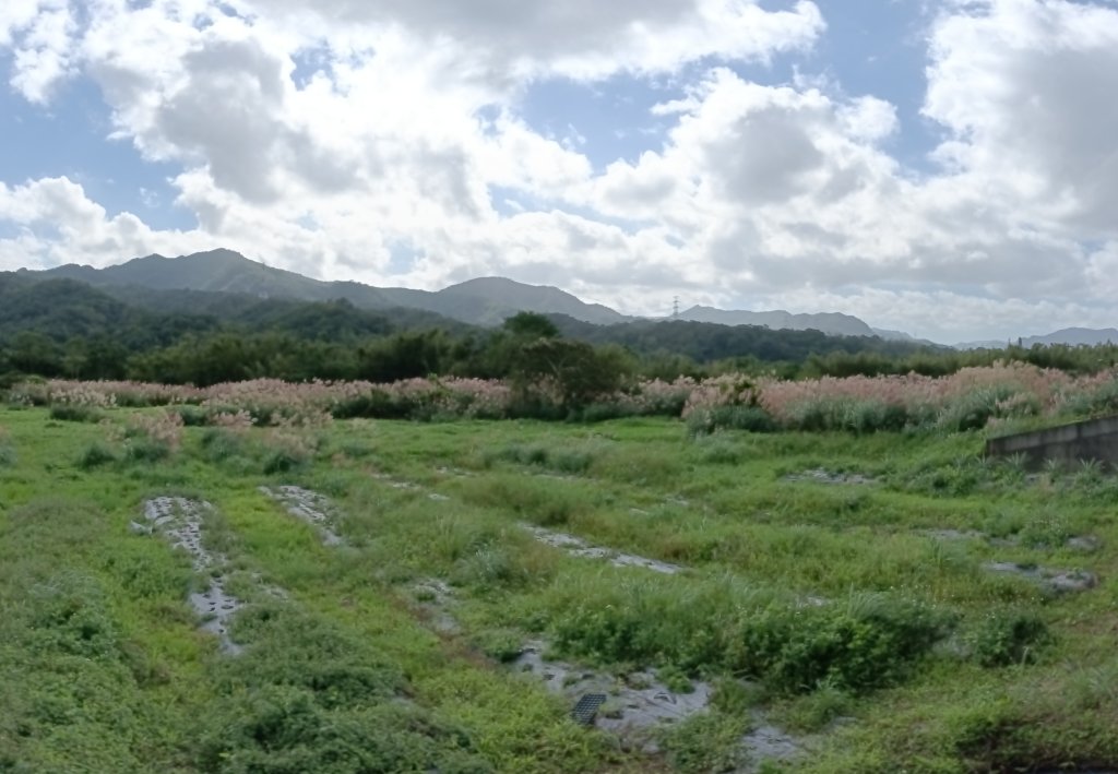 雙溪區冬陽下閃閃菅芒花_2949436