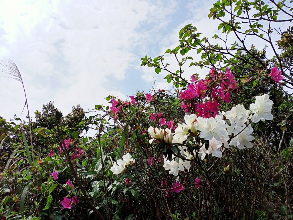 【小百岳集起來】落英繽紛、視野遼闊基隆山_1293308