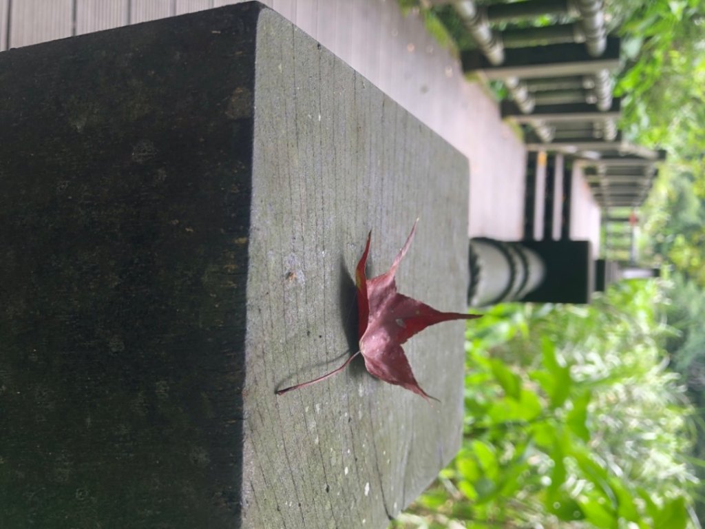 蓬萊護魚步道_1091568