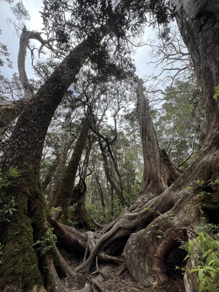 ~  塔  曼  山  ~_2782832