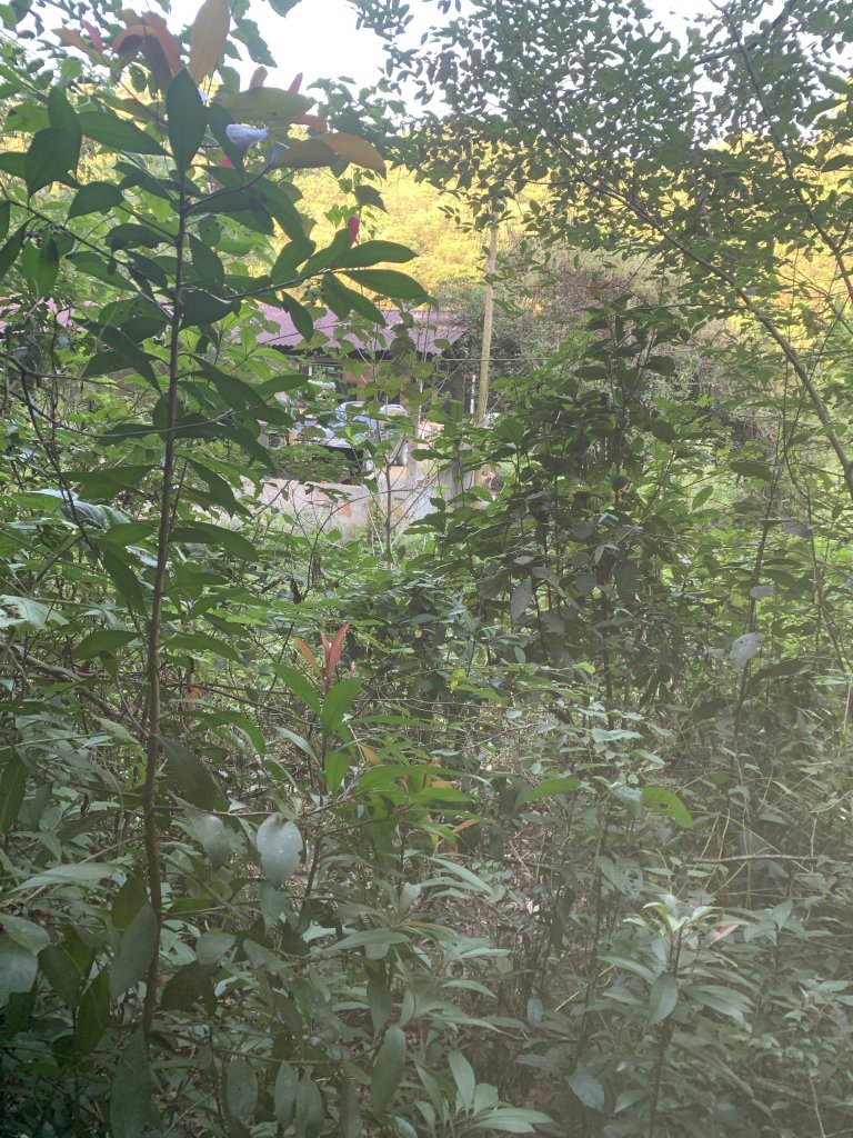 20251122高雄笠山-坦水衍山_2945377