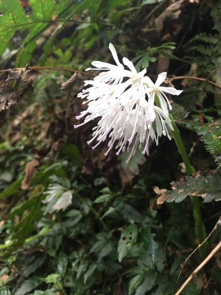 雨神山友：終於中籤的北插天山封面圖