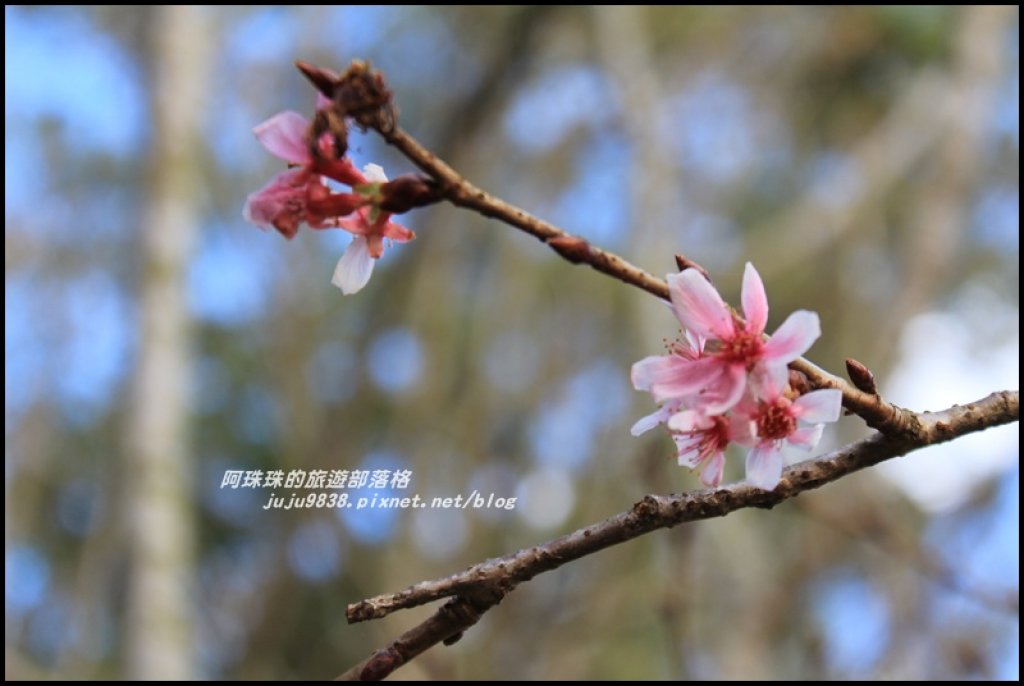 沐心泉冬季限定白雪木與黃金楓的浪漫相遇_481840