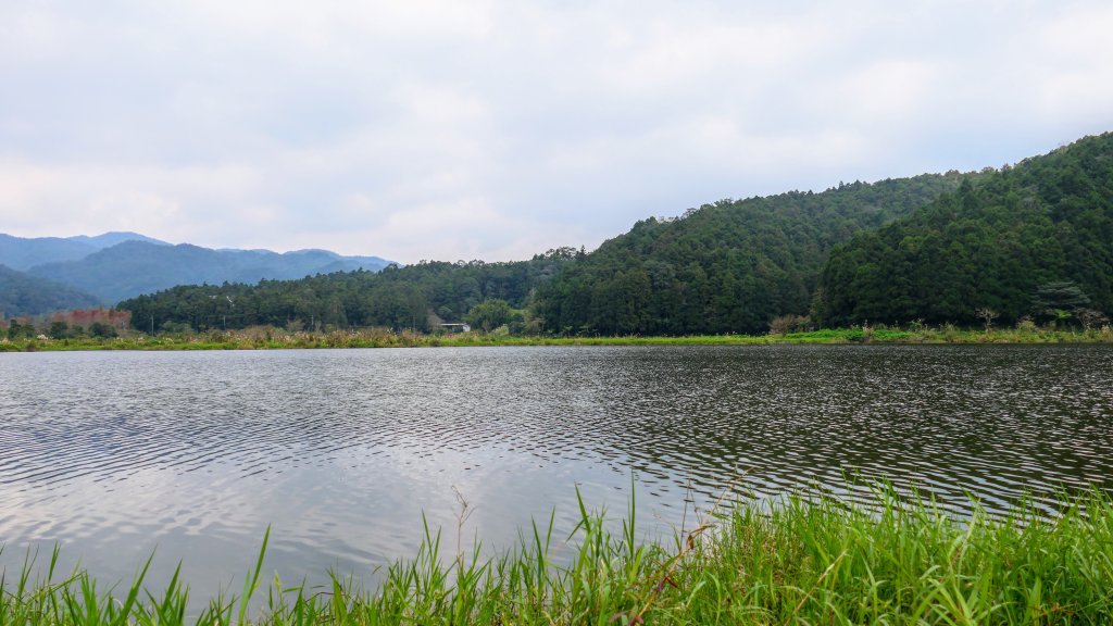 雙連落羽松影_2684917