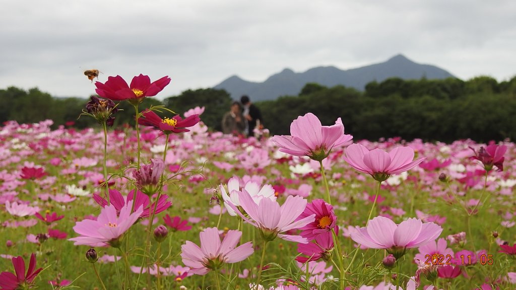 2022愛戀關渡花現幸福_1899561