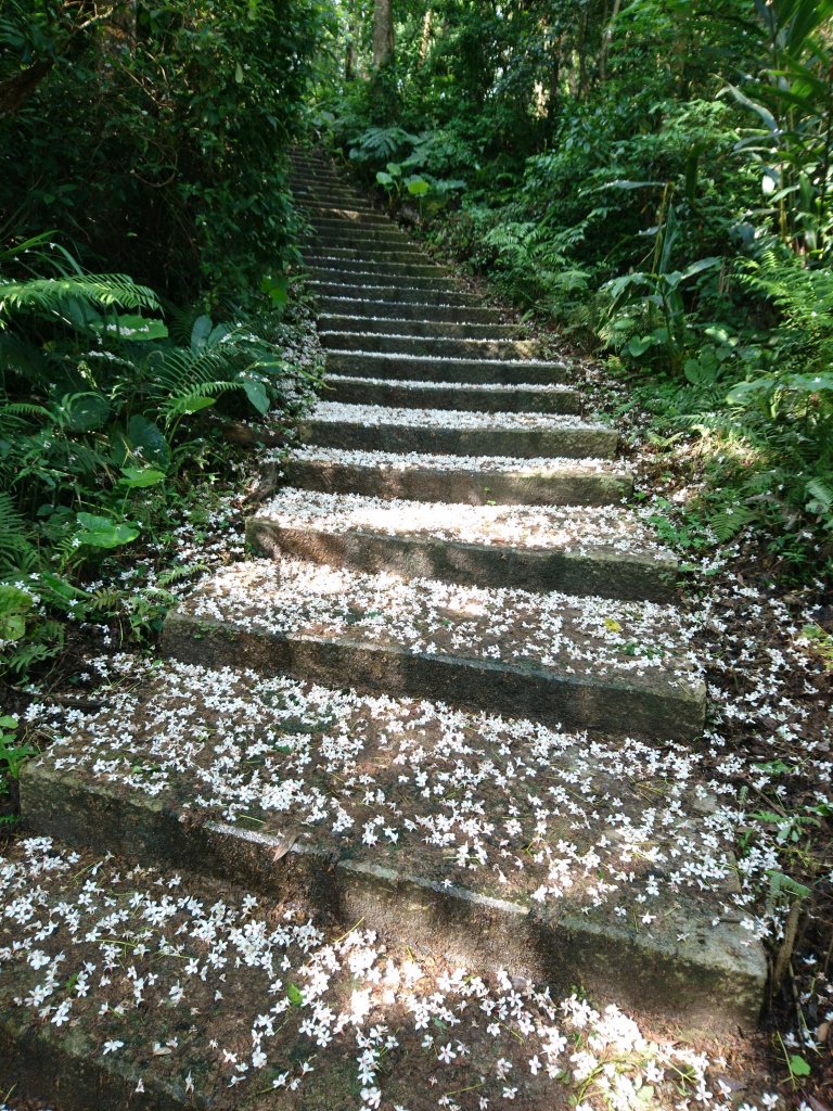 大分林山步道賞桐花封面圖