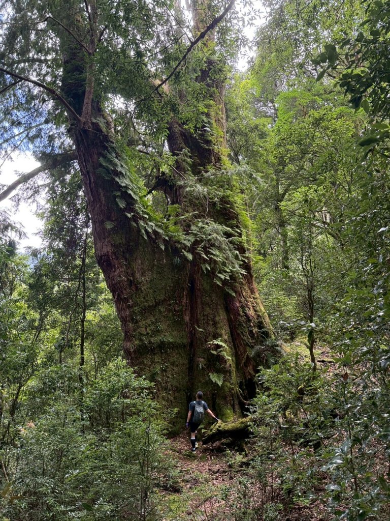 新竹 尖石 鎮西堡巨木群步道A線巨木群 毒龍潭_2884754
