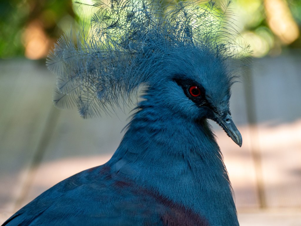 鳳凰谷鳥園_2961142