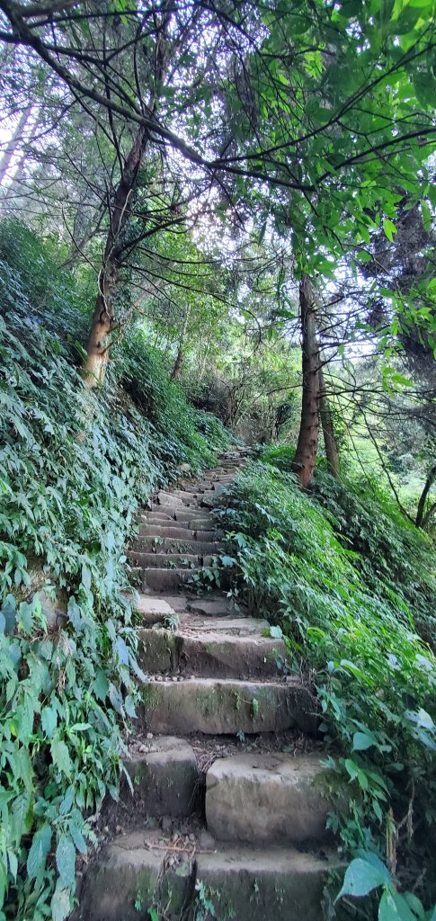 2023-11-25溪頭鳳凰山步道_2360968