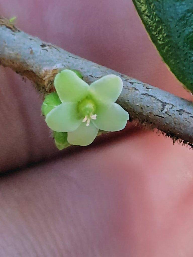 大雪山森林遊樂區 遊客中心 小神木 北三錐山 平石山西北峰封面圖