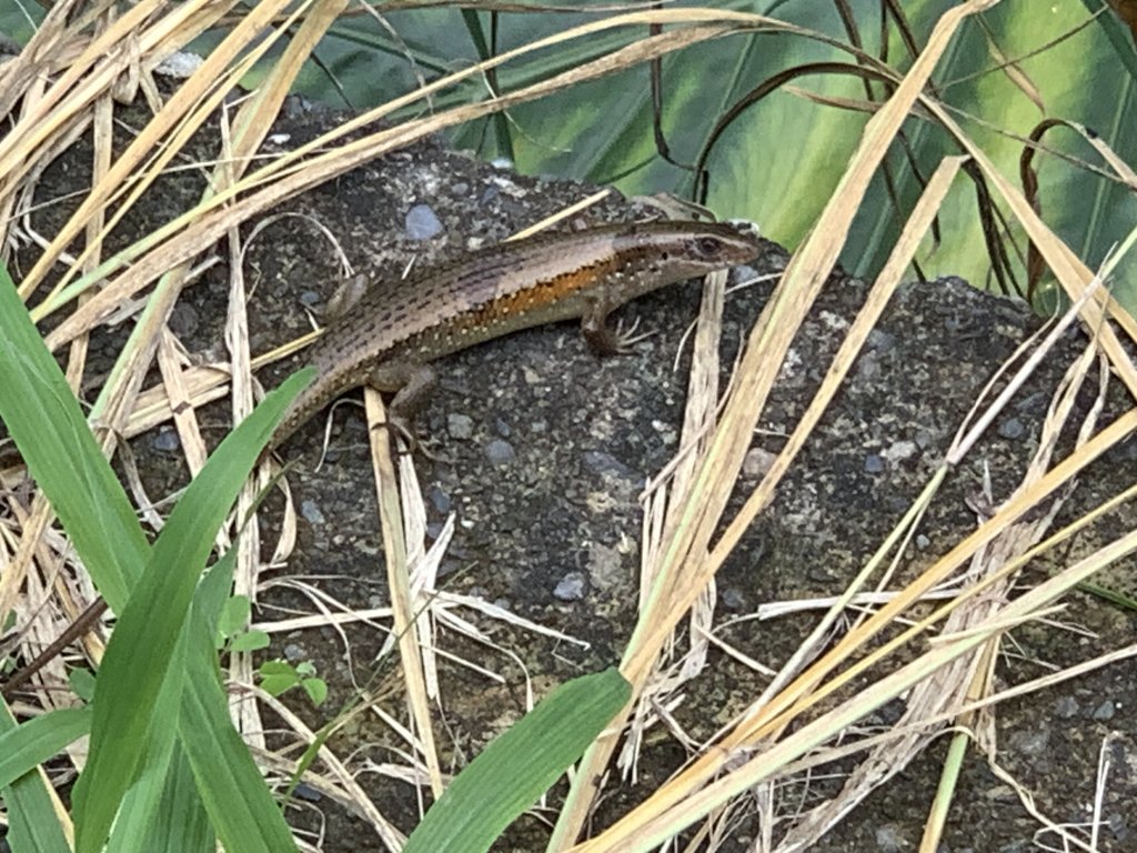 20240608高雄北旗尾南山-北旗尾山-旗尾山_2523596