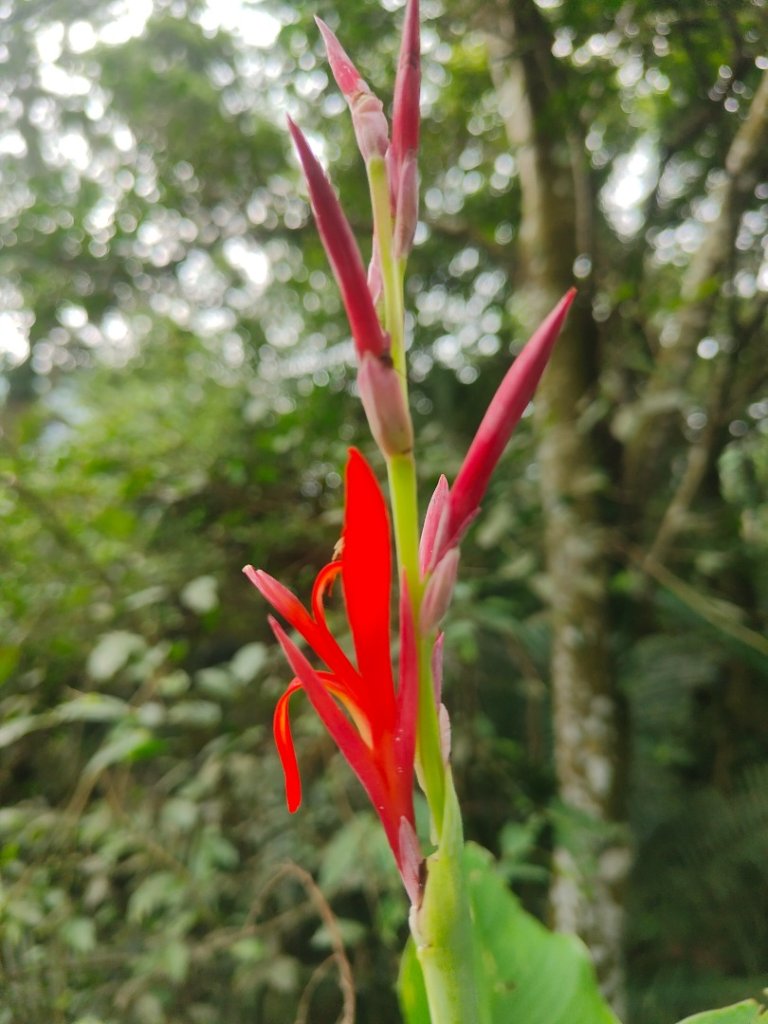 #64小百岳崁頭山、獅額山_2528571