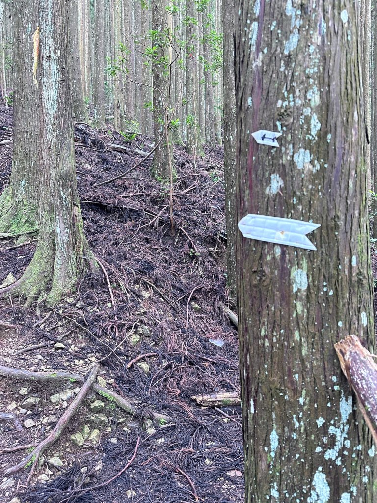 絕美柳杉林民都有山涼爽舒適_2604502