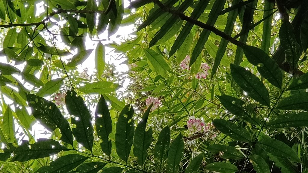 (姨婆趴趴走)第二十二集:桃園大溪白石山尋訪瀕臨絕種的艷紅鹿子百合_2256142