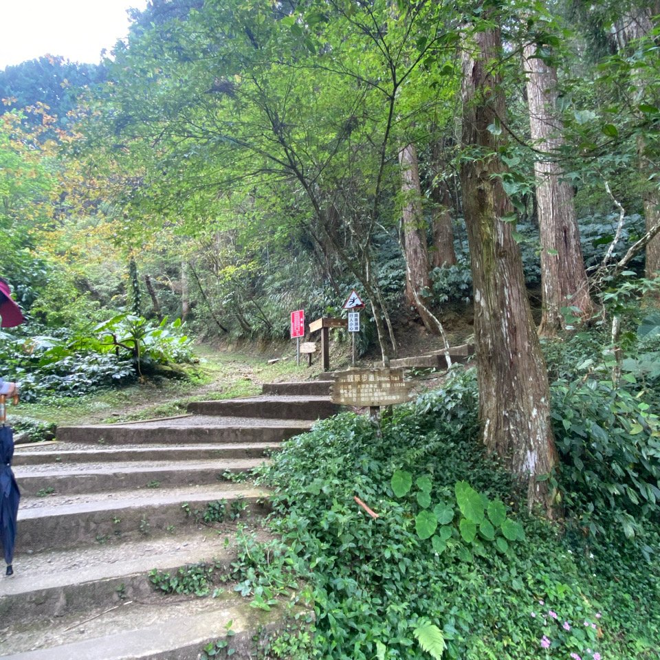 20240420 溪頭自然教育園區_2484356