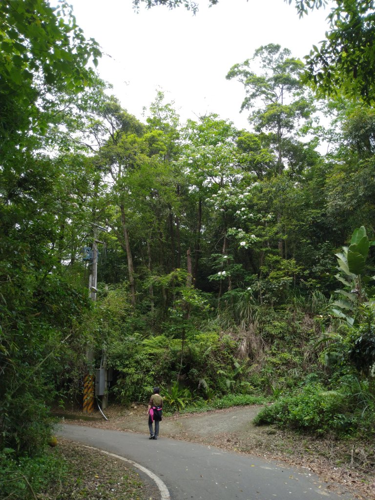 三義 挑炭古道(三通嶺古道)_936061