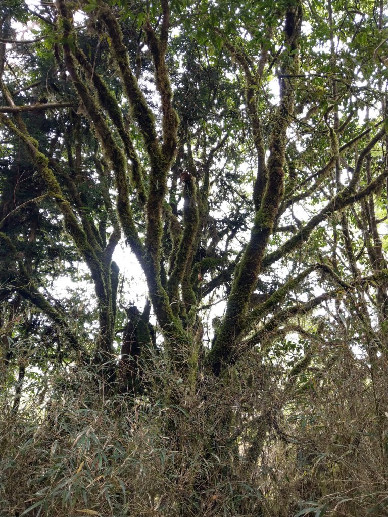 三星山(小百岳#85)登山步道(柳杉林&箭竹林)_1379079