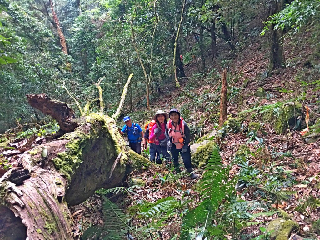 南橫登新望嶺山 2019/01/27_513062