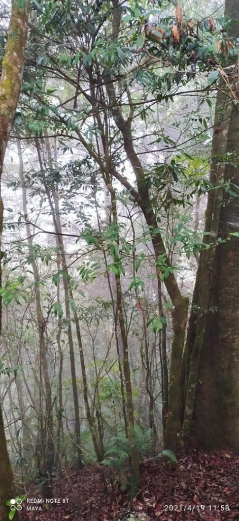 金柑樹山、杉林溪-看巨木、看竹林，賞牡丹_1356147