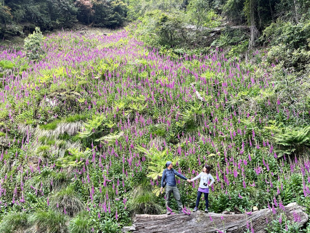 大雪山森林遊樂區 賞毛地黃 小神木森林浴步道封面圖