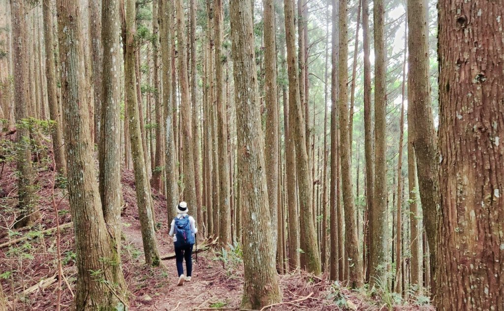 【中級山】來過一次，你不會忘記它的名字，新竹油羅山_2743739