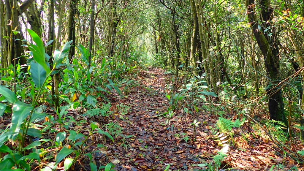 北部三大縱走之界寮大縱走_50192