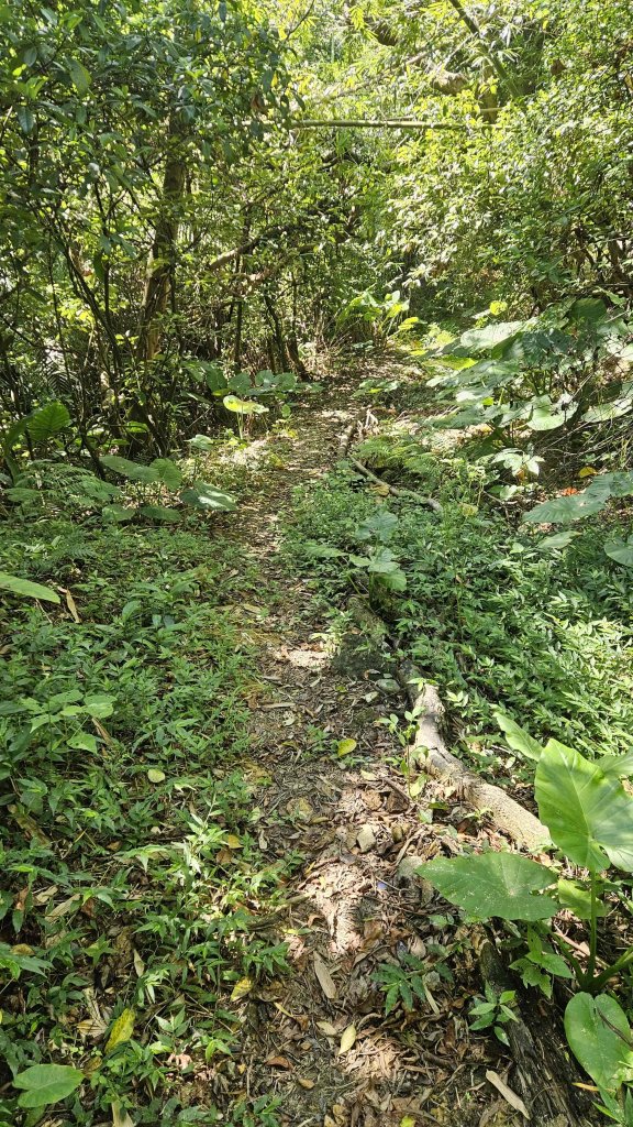 20250902大湖山東南峰-康樂山北峰-明舉山東峰-安湖公園-火炭坑山(騎車爬山)_2878452