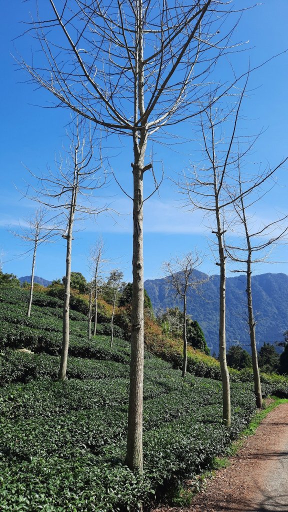 《南投》竹林台灣杉｜溪頭山竹崙山志騰山O繞20230218_2035883