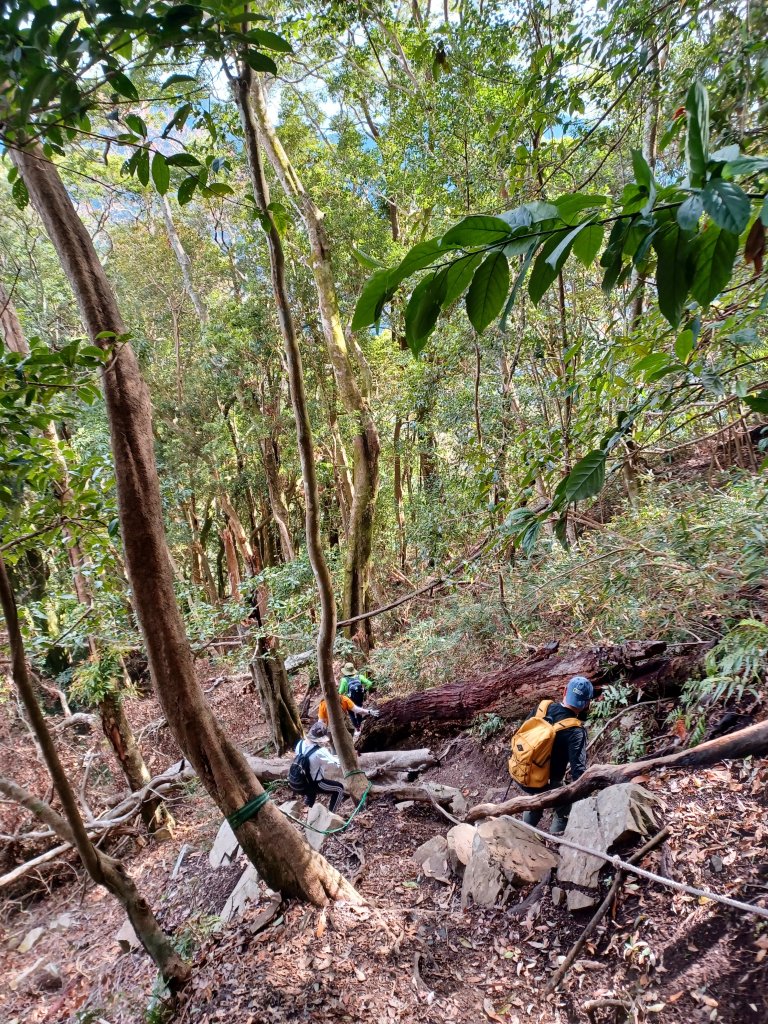 【苗栗泰安】中級山的大霸尖山。 虎山步道_2779628