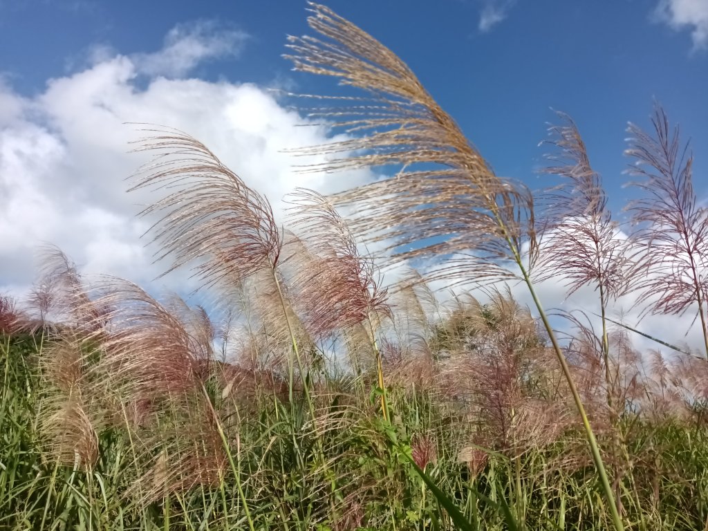 雙溪區冬陽下閃閃菅芒花_2949405