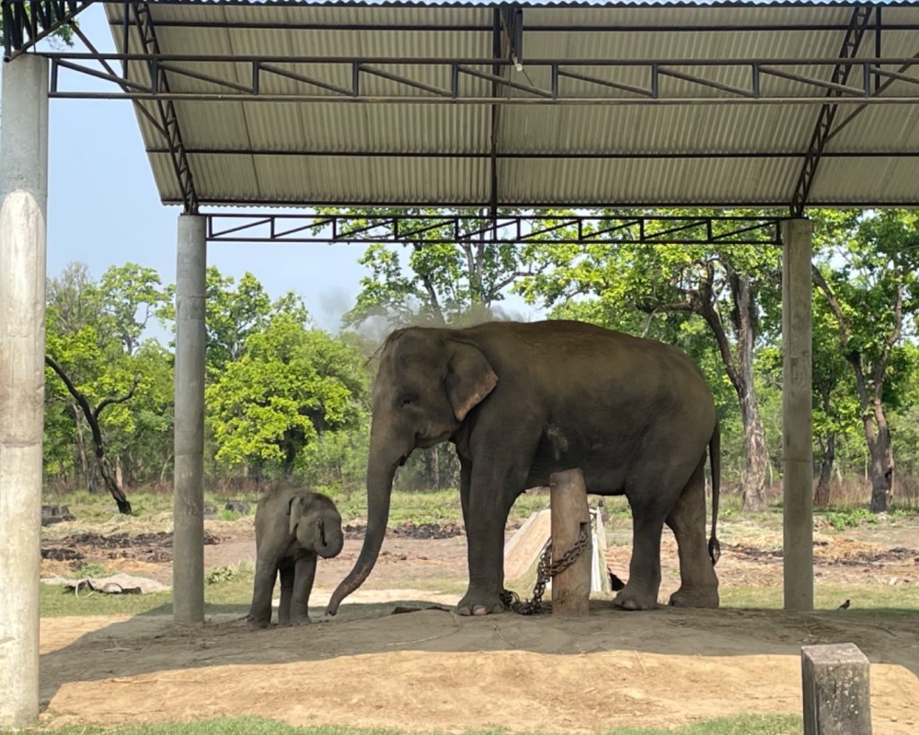 尼泊爾奇旺國家公園4天三夜_2788875