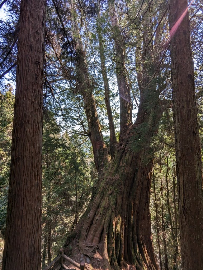2023.02.25－檜山巨木森林步道_2042054