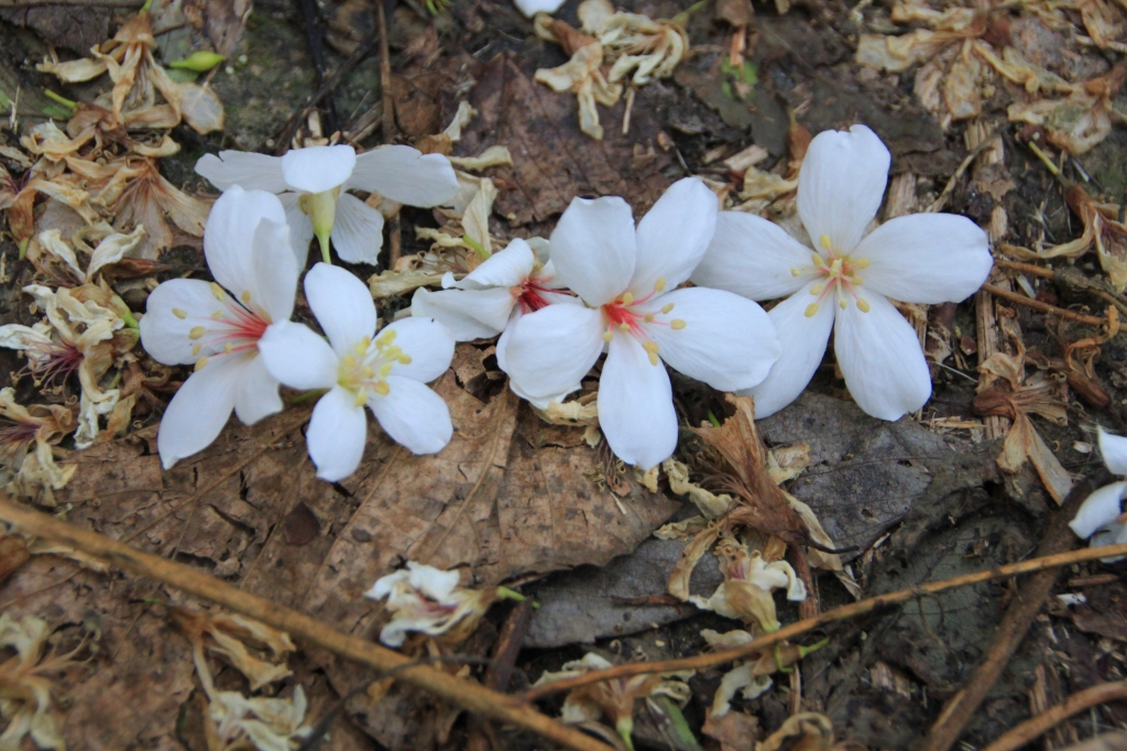 霧峰奧山賞桐花_38614