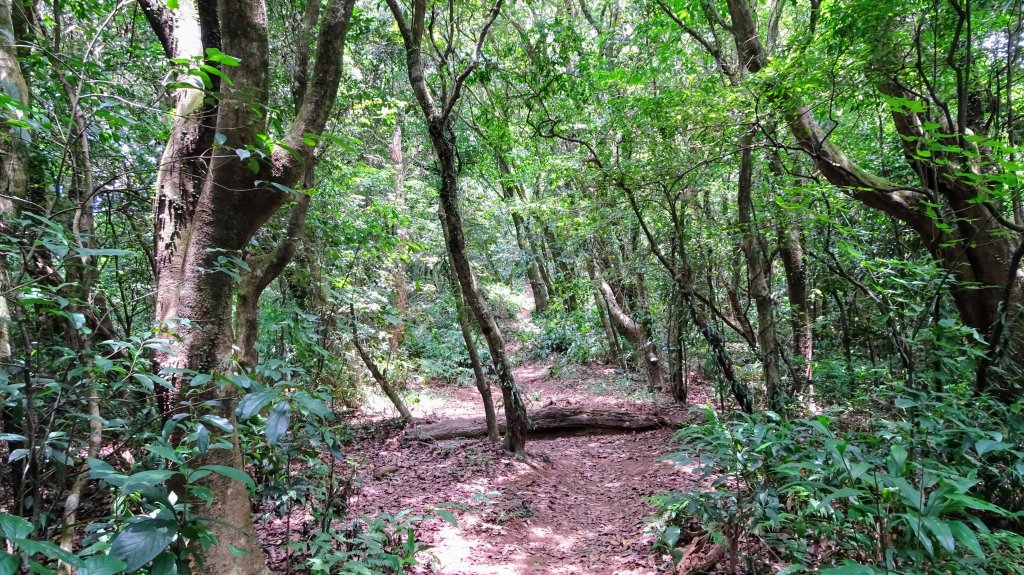 荷蘭古道,北五指山,瑪礁古道_1814416