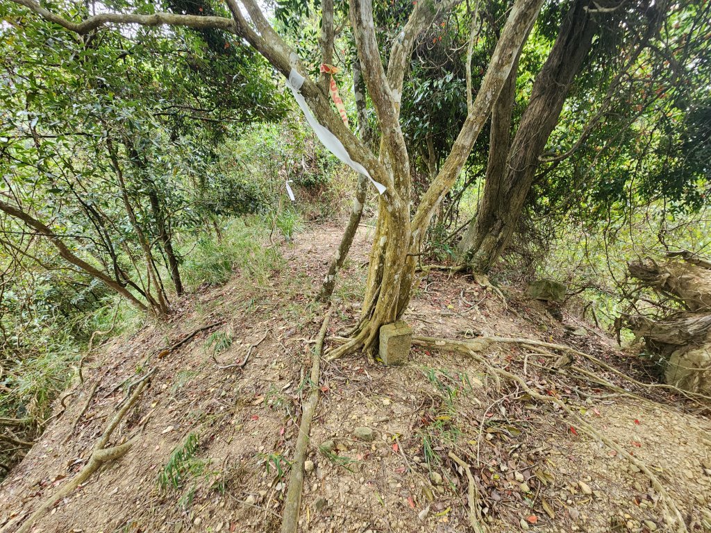 20250329東坑山八角崠山打鹿坑山_2798882