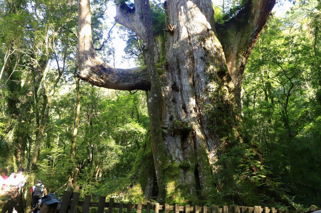 司馬庫斯順遊秀巒吊橋與青蛙石天空步道_463277