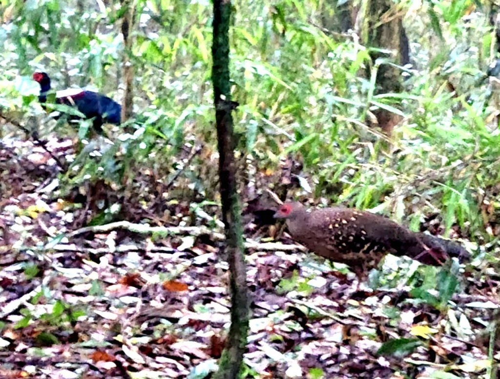 【中級山】有一種美，令人不想回家，新竹鵝公髻山_2744625