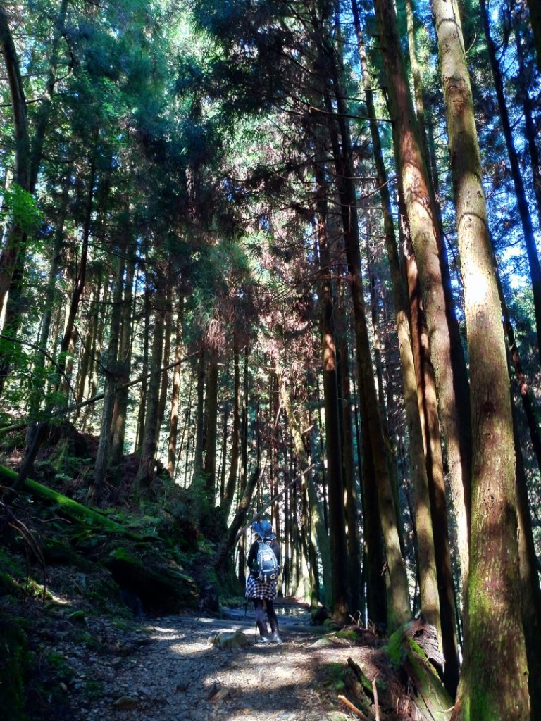檜山巨木群步道_1662885