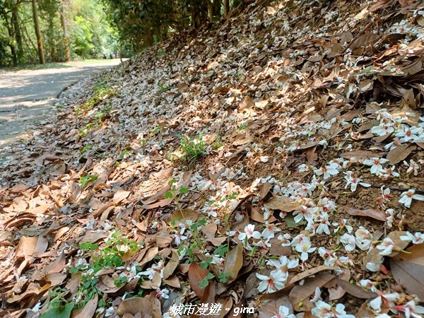 【苗栗三義】古道漫行。 挑炭古道(三通嶺古道)_2179336