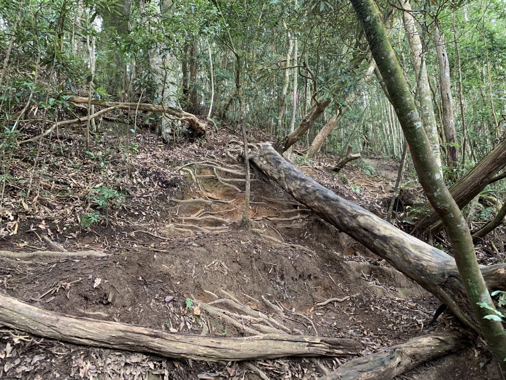 【中級山】新年走訪水社大山_2071878