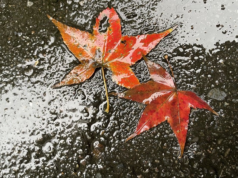 汐鴿展趐_2978430