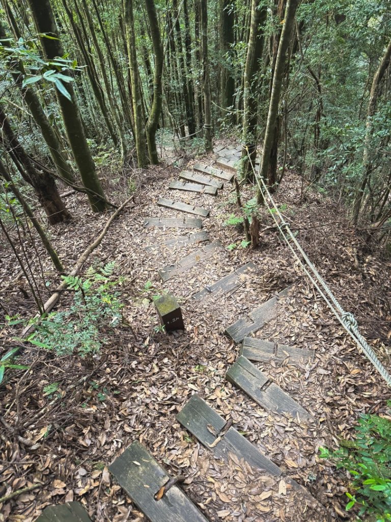 雪見遊憩區 探訪森林雪見大板根樹_2950856