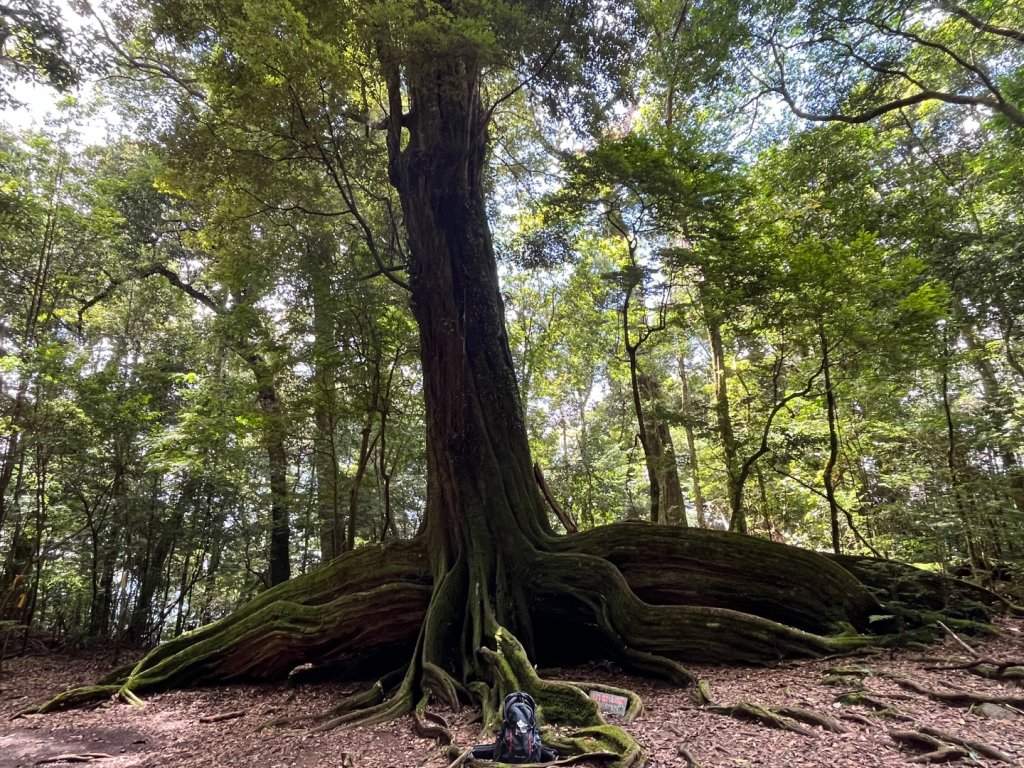 雪見大板根_2877620