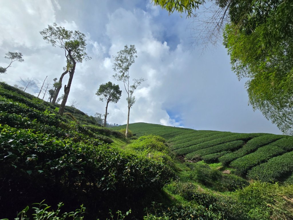 溪頭五連峰O繞（大崙頭／樟空倫／貓冬望／志騰／竹崙）_2652368