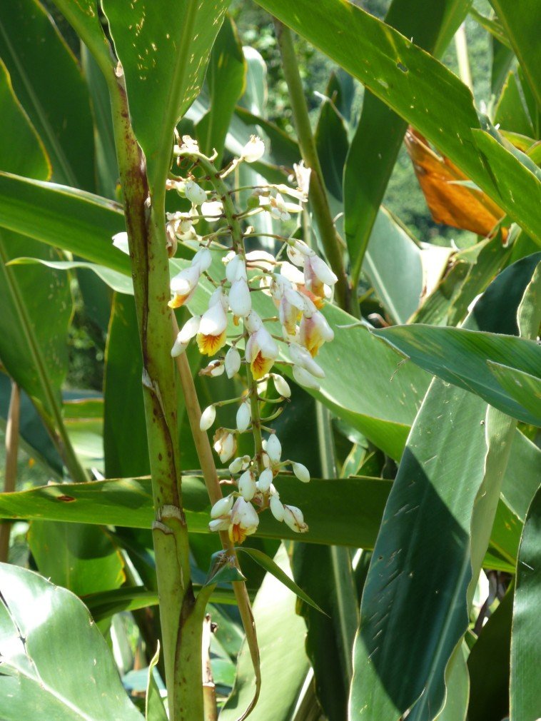 綠島哈巴狗‧睡美人_551659