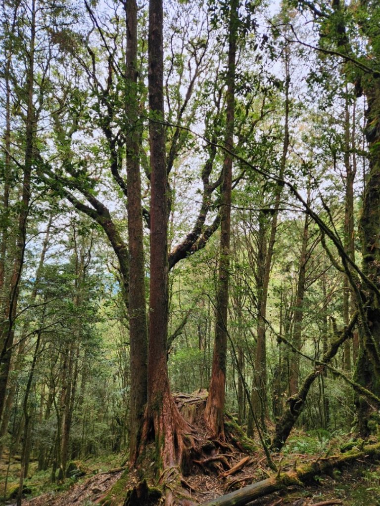 【中級山】谷關七雄八仙山_2745051
