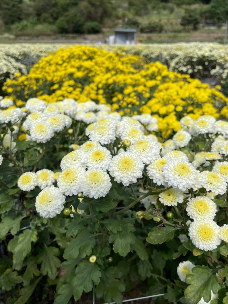 2021銅鑼杭菊季‧情花開浪漫11月雪_1517947
