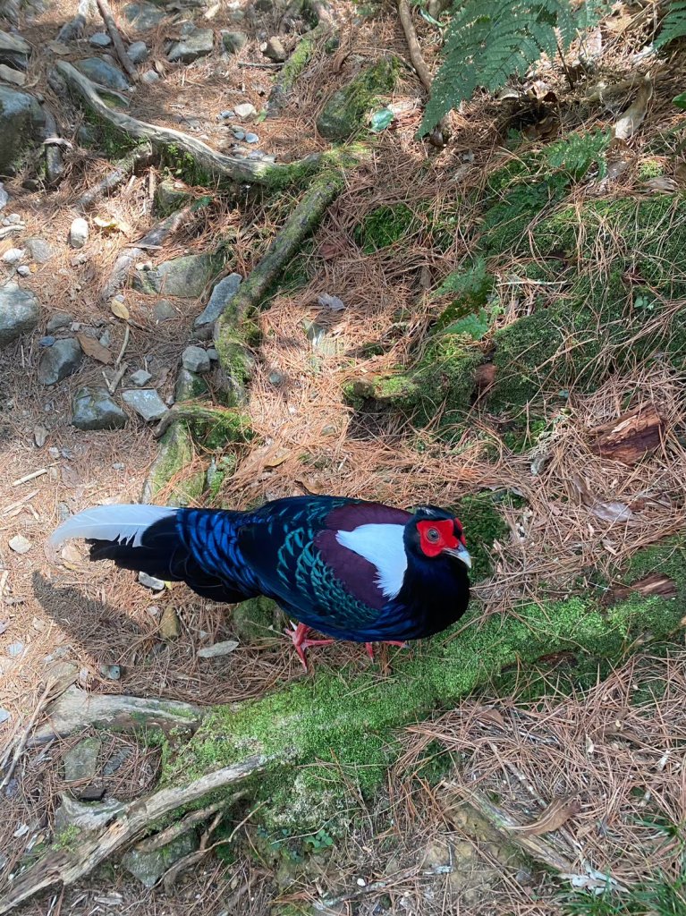 2024/3/23稍來山_2738290